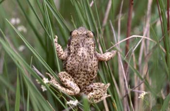 Sapo partero común (Alytes obstetricans)