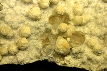 Detalle de una girolita (India)