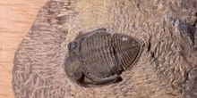 Trilobites sp. (Trilobites) Carbonífero