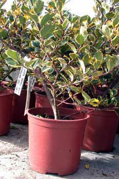 Acebo (Ilex aquifolium)