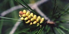 Pino carrasco - Flores (Pinus halepensis)