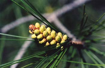 Pino carrasco - Flores (Pinus halepensis)