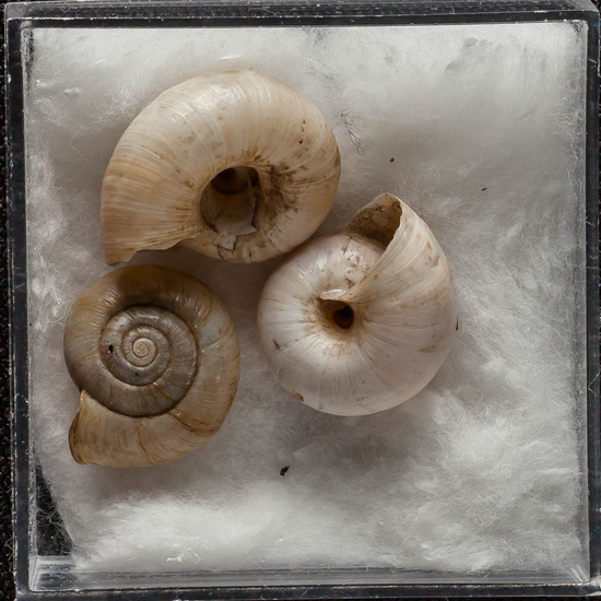 IES_ISABELLACATOLICA_BIOLOGIA_373