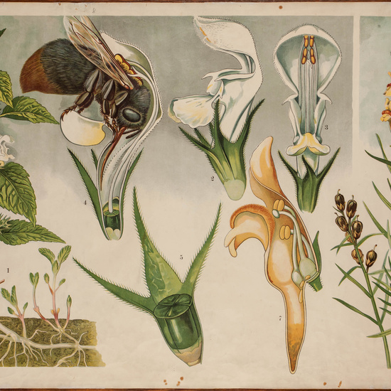 IES_CARDENALCISNEROS_BOTÁNICA_II_LÁMINAS_007