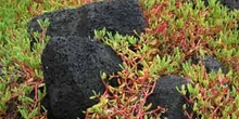 Sesuvium edmontonei sobre rocas de lava, Ecuador