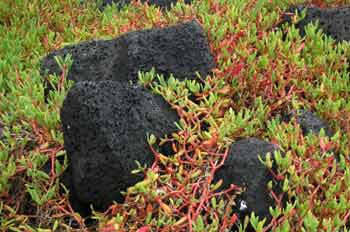 Sesuvium edmontonei sobre rocas de lava, Ecuador