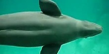 Beluga (Delphinapterus leucas)