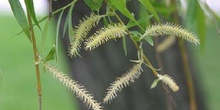Sauce llorón - Flores (Salix babylonica)