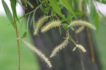 Sauce llorón - Flores (Salix babylonica)