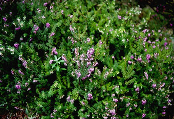 Mata de flores violetas de cerastium