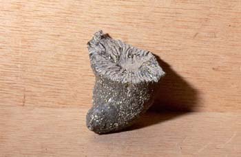 Placosmilia sp. (Coral) Silúrico