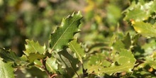 Quejigo - Hoja (Quercus faginea)