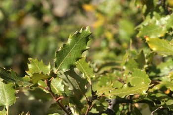 Quejigo - Hoja (Quercus faginea)