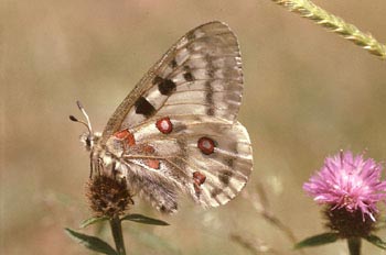Pavón diurno - Apolo (Parnassius apollo)