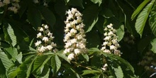 Castaño de Indias - Flor (Aesculus hippocastanum)