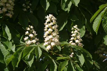 Castaño de Indias - Flor (Aesculus hippocastanum)