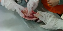Diseccionando un pescado 1