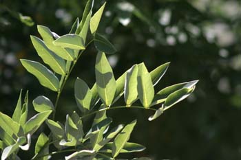 Falsa acacia de Japón - Hoja (Sophora japonica)