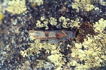 Saltamontes de tierra (Oedipoda sp.)