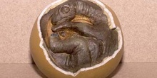 Huevo-Embrión de Titanosaurus (Reptil) Cretácico