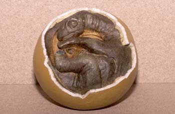 Huevo-Embrión de Titanosaurus (Reptil) Cretácico