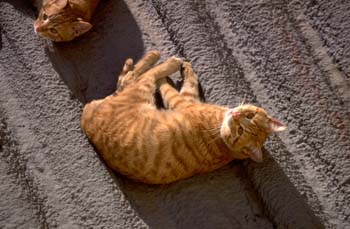 Gato doméstico (Felix catus)