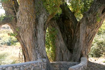 álamo negro - Tronco (Populus nigra)