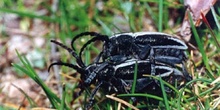 Longicornio zapador (Dorcadion hispanicum)