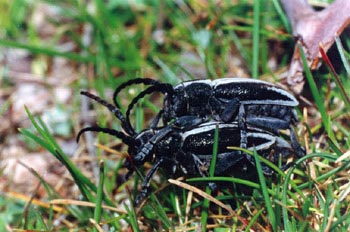 Longicornio zapador (Dorcadion hispanicum)