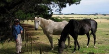 Caballos australianos, Australia