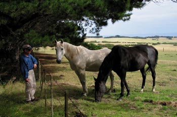 Caballos australianos, Australia