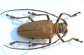 Rosenbergia mandibularis (Nueva Guinea)