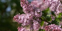 Lilo - Flor (Syringa vulgaris)