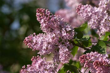 Lilo - Flor (Syringa vulgaris)