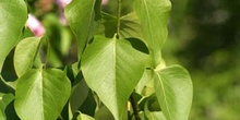 Lilo - Hoja (Syringa vulgaris)