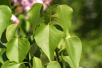 Lilo - Hoja (Syringa vulgaris)