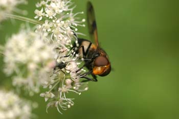Mosca cernícalo (Volucella pellucens)