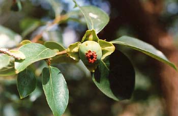 Caqui (Diospyros kaki)