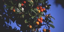 Madroño - Fruto (Arbutus unedo)