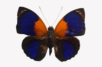 Agrias phalcidon (Sudamérica)