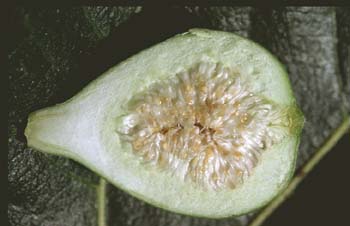 Higuera - Flores (Ficus carica)