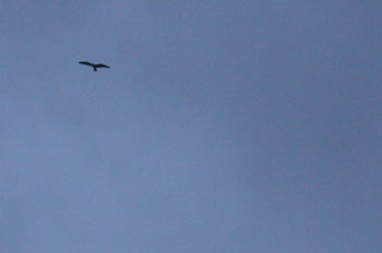 Vuelo de un alcotán