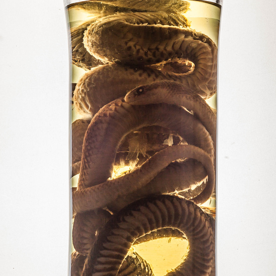 IES_SANISIDRO_MUSEO_BOTES_032