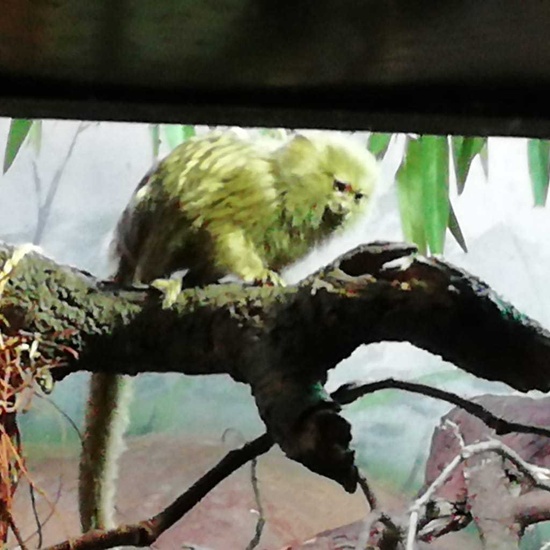 Parque de la Naturaleza. Faunia. 5º Curso. 8