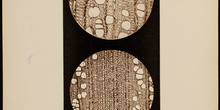 IES_CARDENALCISNEROS_BOTÁNICA_II_LÁMINAS_050