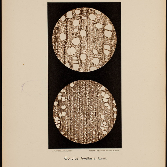 IES_CARDENALCISNEROS_BOTÁNICA_II_LÁMINAS_050