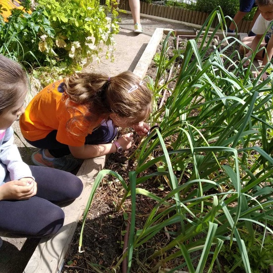 2019_06_07_Los alumnos de Quinto observan los insectos del huerto_CEIP FDLR_Las Rozas 9