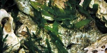 Alga caulerpa (Caulerpa sp.)