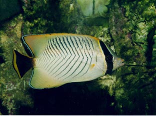 Pez mariposa (Chaetodon trifascialis)