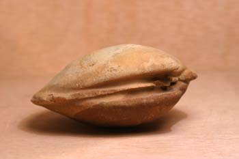 Venus sp. (Molusco-Bivalvo) Mioceno